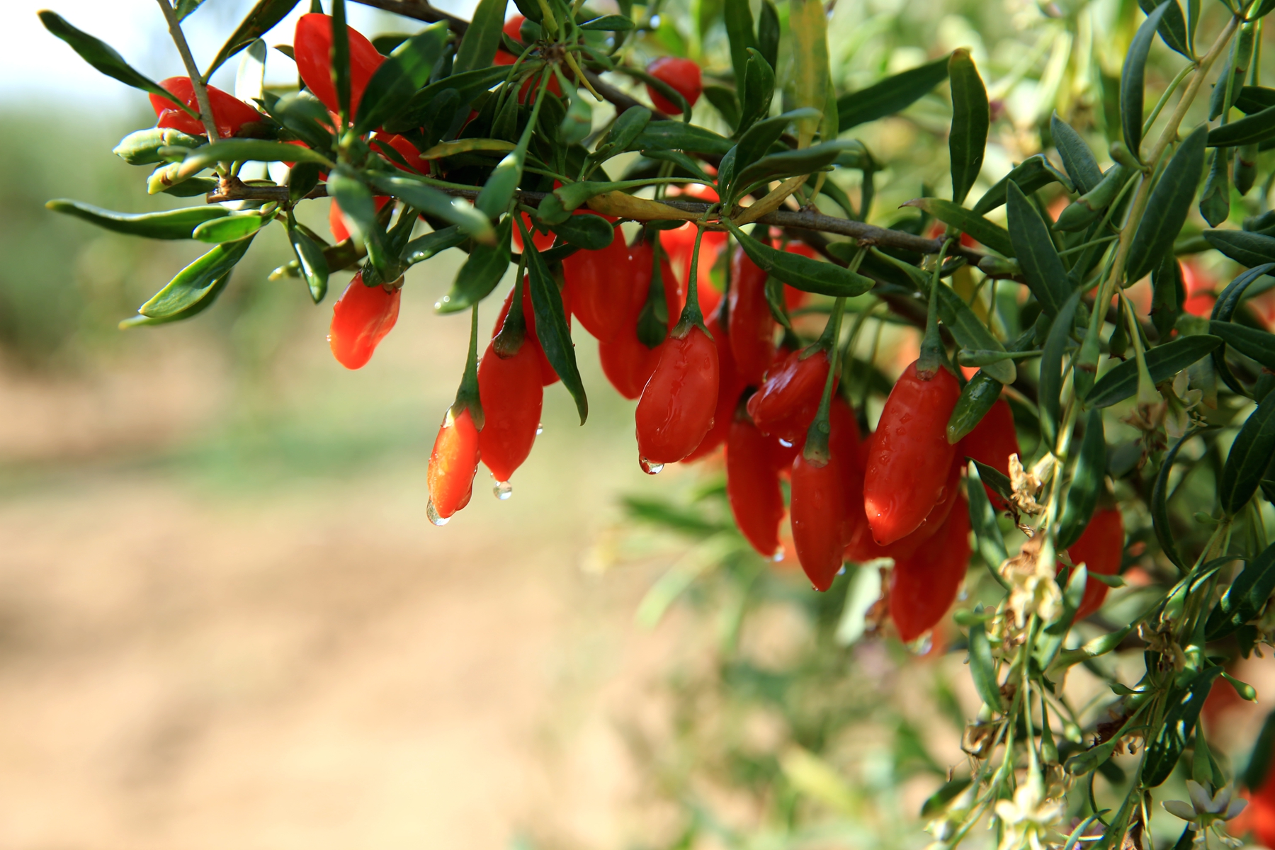 1654768752694572.jpg 0R5A4651_副本.jpg